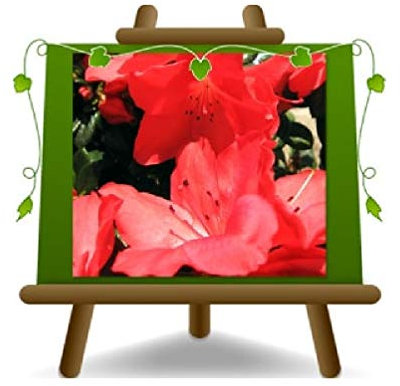 EURO PLANTS VIVAI Azalée rouge plante ornementale en pot de 18 cm couronne 30 cm