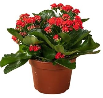 Kalanchoe la Planta Navideña que Deslumbrará a tus Invitados