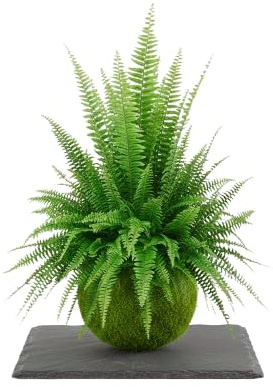Kokedama de Helecho Natural Planta de Interior Viva DECOALIVE | Decoración Verde