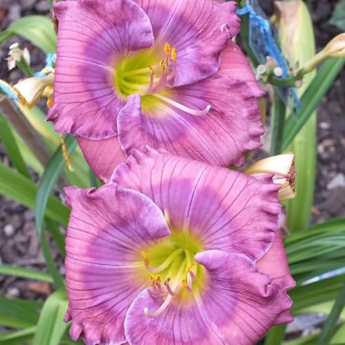 Taglilien, Hemerocallis fulva deko blumenwiese mehrjährig wiesensaatgut garten geschenk bio balkon blumendeko balkon blumenwiese kletterpflanzen steingartenpflanzen bonsai 700samen