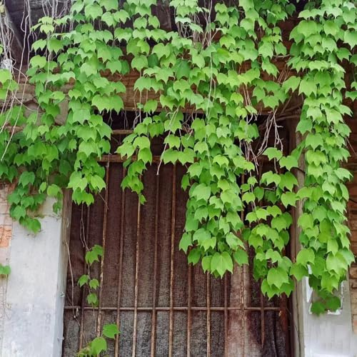 Parthenocissus tricuspidata - raro giardino decorazione 500semi
