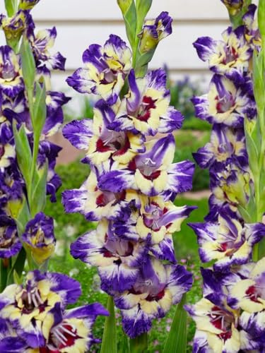 Raro Gladiolo bulbi,Gladiolo pianta vera,Piante erbacee perenni,Decorazione del giardino, bulbi belli e sani(non fiori artificiali)-5 bulbi-J