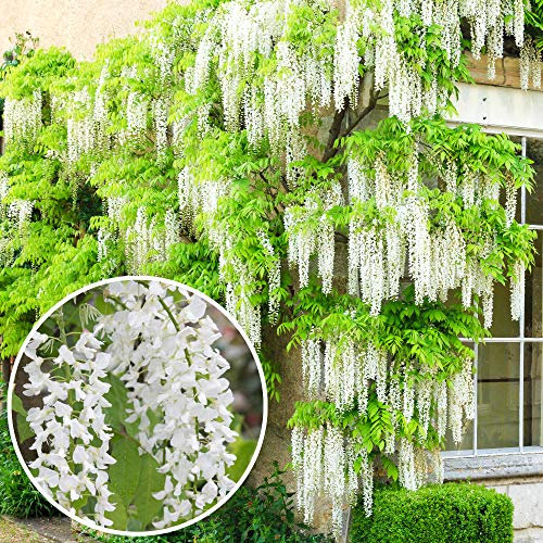 Wisteria Alba | White Flowering Deciduous Hardy Climbing Garden Shrub Plant (9cm, 20-30cm)