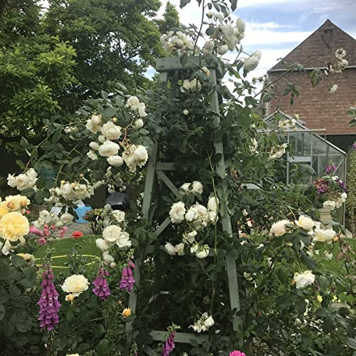 Claire Austin - 5.5lt Potted David Austin Roses English Climbing Garden Rose - Attractive Deep Cupped Blooms, Fragrant Cream Lemon Flowers, Repeat Flowering