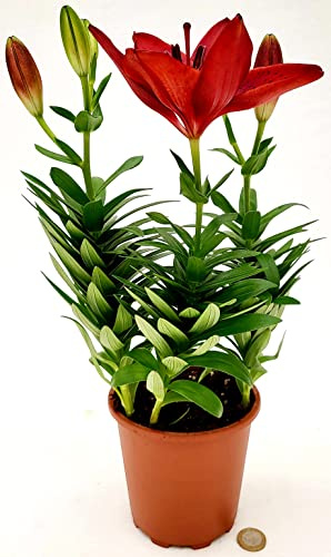 POWERS TO FLOWERS - LILIUM ROSSO A FIORE GRANDE VASO 15CM DIAMETRO, piante vere