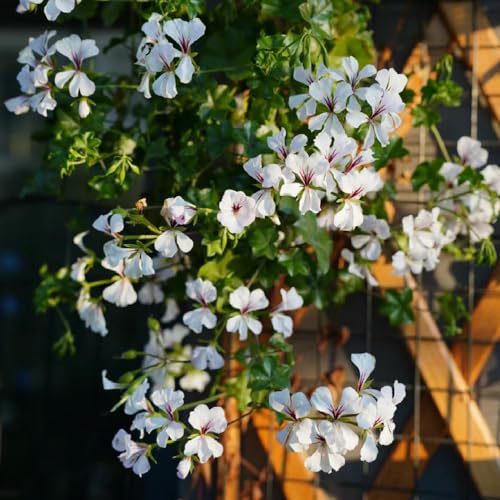 semi di geranio, balcone con interna decorative giardino 300pcs