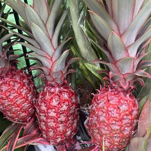 semi di ananas, ananas, acquistare da serre balcone di semi fresca vecchie varietà rari nani 125pcs