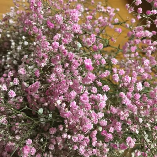 schleierkraut topfpflanze frühlingsblumen blumengarten schnittblumen zimmerbonsai bonsai mehrjährige stauden gartenkräuter blumensamen wildblumensamen herbstaussaat dachbegrünung 600samen