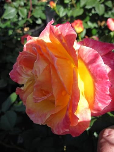 Beetrose Gartenspa߮ - Rosa Gartenspa߮ - Kordes Rose - Fantasia® Kollektion
