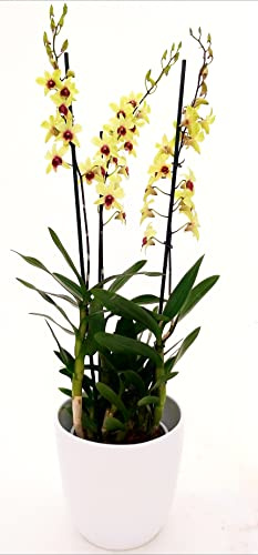 POWERS TO FLOWERS - DENDROBIUM-PHALAENOPSIS LIME, XXXL VASO 20 ALTEZZA 100CM, IN VASO CERAMICA BIANCO A RIGHE, pianta vera