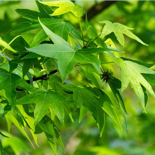 SAVINI VIVAI Amerikanische Styrax-Pflanze Liquidambar Stryaciflua Pflanzen Baum im Topf 22-24 cm Höhe 200 cm Hergestellt in Italien