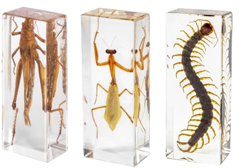 3 St Taxidermi Insektskit, Insekt i Transparent Harts, Dekor av Djurexemplar, för Utställning, Samling och Brevpressar B