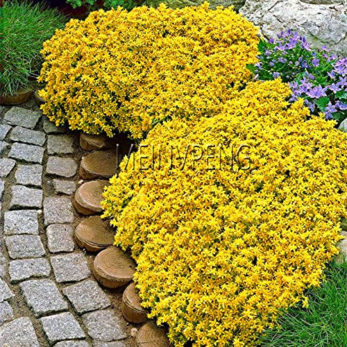 Belles Graines De Fleurs De Thym Rampant De Jardin Jaune Paquet De 100 Graines