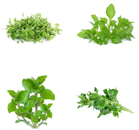 crescione perenne aromatiche invernali esotiche da balcone rialzate Coltivare invernali sostenibili Semi di aromatiche, resistenti in 100semi