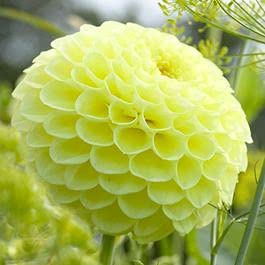 Graines De Fleurs De Dahlia À Boules Jaunes Paquet De 100 Graines
