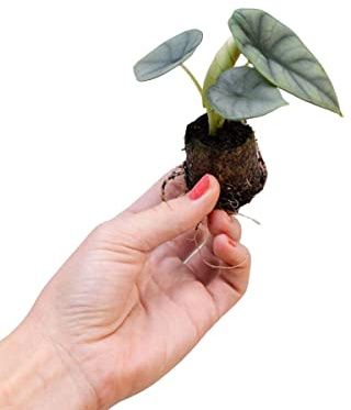 PLNTS - Baby Alocasia Nebula (Pfeilblätter) - Zimmerpflanzen, Pflanzen Echt, Nachhaltige Verpackung - 2cm Stecklinge - Höhe 10cm - Direkt von der Gärtnerei