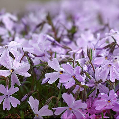12 unità Phlox Douglasii 'Lilac Cloud' - Phlox Nana 'Lilac Cloud' Vaso 9x9cm ±1 m² - Phlox Nano con Fiori Lilla e Crescita Floride
