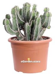 Pianta di Euphorbia Polyacantha Pianta Cactus A Lisca Di Pesce pianta grassa pianta ornamentale fioritura gialla pianta con spine pianta da esterno o interno pianta vera venduta da eGarden.store