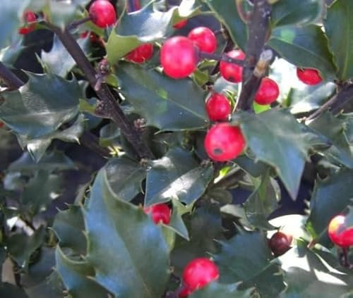 Ilex meserveae Blue Princess - Amerikanischer Ilex - Stechpalme - Amerikanische Hülse - Größe 40-50cm