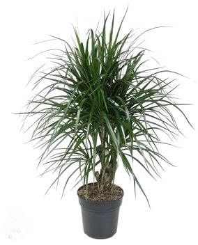 Fresh Plants Zimmerpflanzen -Dracaena marginata - XXL - Topf Ø 21 cm - Höhe ca. 100 cm