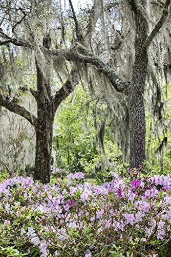Posterazzi PDDUS10LEN1078 Pink Azalea Bush and Live Oak Trees with Spanish Moss, Florida, USA Photo Print, 18 x 24, Multi