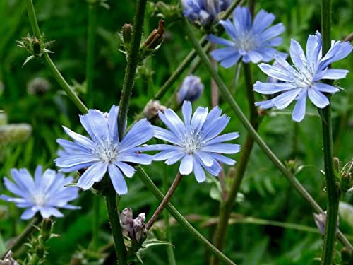 Chicory Seed (Agricultural) Wildflower Seeds UK Blue Flower Garden Annual Flower Seeds Height 12-48 (50 g)