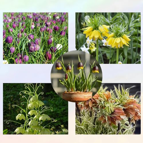 tuberi imperiali corona - esterno resistenti interno 5pcs