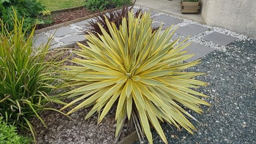 Yucca gloriosa 'Citrus Twist'® / Dague espagnol panaché/Conteneur de 3 à 4 litres/Résistant au sec