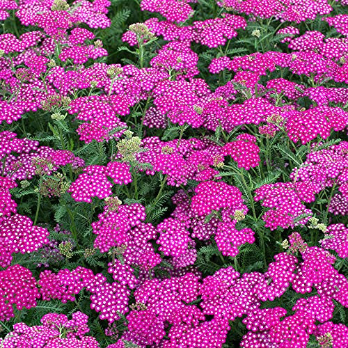 Achillea New Vintage Violet Compact Perennial Long Flowering Potted Garden Shrub (10-30cm Incl. Pot)