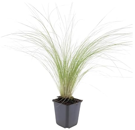 Trendyplants - Stipa tenuissima 'Ponytails' - 6 Stück - Federgras - Winterhart - Höhe 10-25cm - Topfgröße Ø9cm