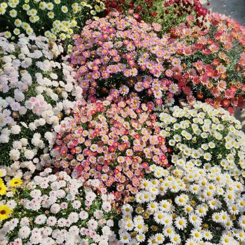 margarita semillas de perennes resistentes silvestres de balcón cortadas decoración primavera balcón parterre verano jardín 900pcs