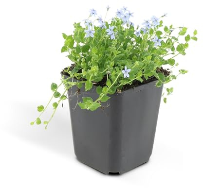 Bodendecker - Blauer Bubikopf - Isotoma fluviatilis - 9cm Topf - Set mit 48 Pflanzen