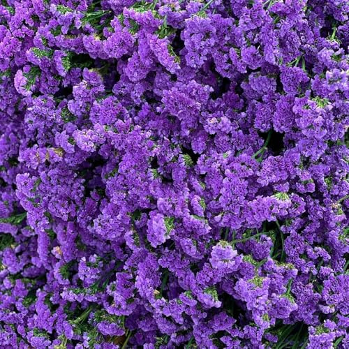 vergissmeinnicht - gartendeko für draußen, balkonpflanzen vergissmeinnichtsamen blumenwiese mehrjährig, blumendeko blumenbeet, exotische winterhart 1200samen