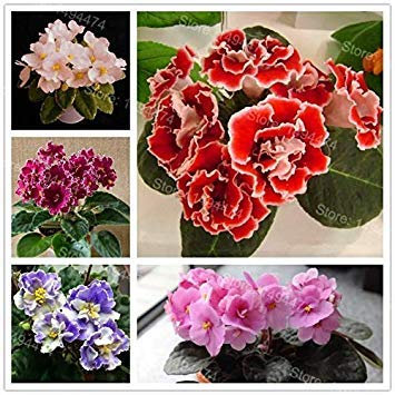 Potseed Keimfutter: 8: 50 Samen Usambaraveilchen Samen Mischfarben Blumen Saintpaulia Ionantha Garten BO