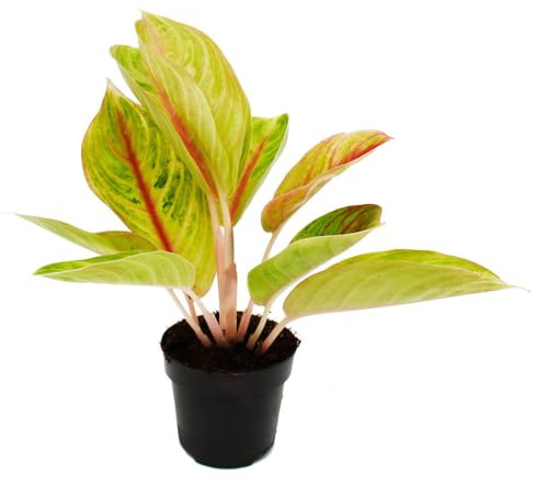 Aglaonema Rose Parakeet - Buntblättriger Kolbenfaden - Ausgefallene Sorten - 12cm - ca. 25-30cm hoch
