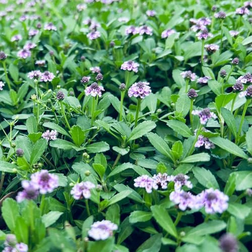 teppichverbene, teppich verbene, kräuterpflanzen geschenke für gartenfreunde, winterharte kübelpflanzen steingartenpflanzen 150samen
