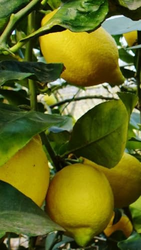 Pianta di Limone Verna in Fitocella - Produzione Tardiva