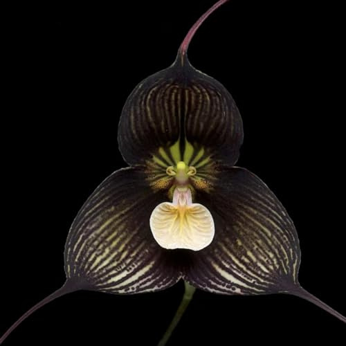 orchidea scimmia - d'appartamento rara balcone recisi Decorazioni giardino per esterni rampicanti, giardino roccioso di 100semi
