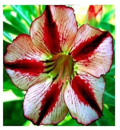 Pcs - 2x Adenium Obesum Bondyred Rose Du Désert Jardin Plantes - Graines B542 - Seeds & Plants Shop by Ipsa