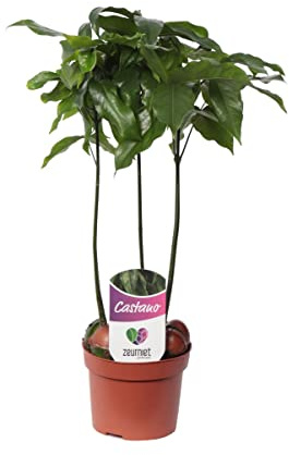 Castaño Australiano Natural Árbol de Bajo Mantenimiento para un Jardín Fácil