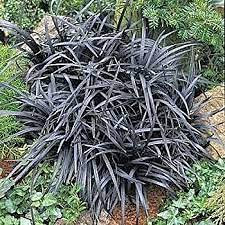 200 pezzi di semi di Fiori di crisantemo