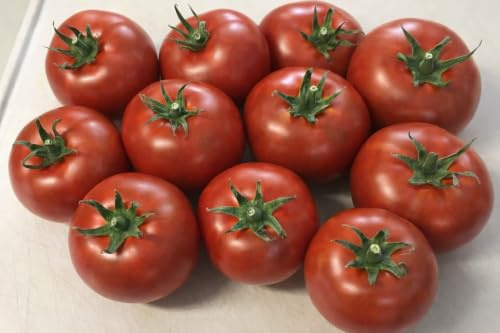 Tomatensamen Black Prince Braun – braune Fleischtomate, 10 Samen | Samenfest, braun‑rote Früchte, würzig & aromatisch. Frische Ernte, hohe Keimquote. Für Gewächshaus und Freiland.