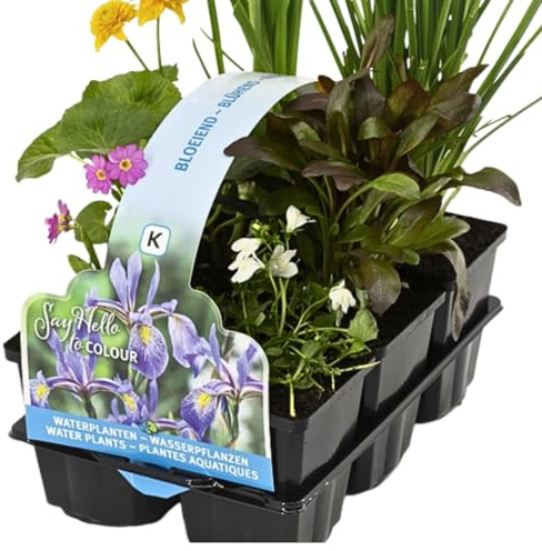 IFLO® Teichpflanzen Set 6 Stück winterhart für Gartenteich & Miniteich – blühende Wasserpflanzen aus Holland – Sumpfpflanzen Zone 1 & 2