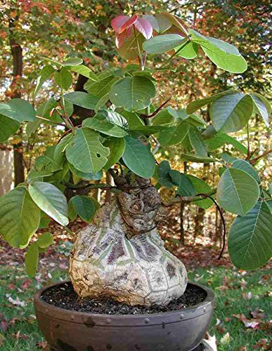 Pseudobombax Ellipticum bombax exotic shaving brush tree bottle bonsai plant 6