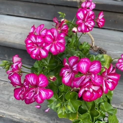 Lot de 100 nouvelles graines fraîches de géranium lierre blanc et rose