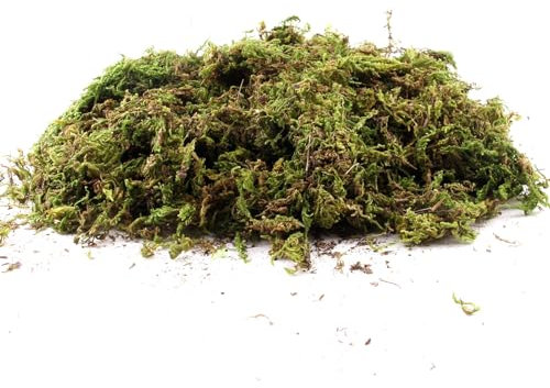 XIAQICA 200g Moos Deko Natur Moos zum Basteln Grün Kunst Moos Islandmoos Krippenmoos für Dekoration von Mikrolandschaften Floristik Terrarium Osterdeko Weihnachtsdeko