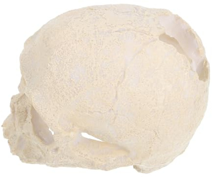 CIYODO Realistisches Resin Schädel Ornament Fisch Aquarium Deko Versteck Höhle Reptilien Terrarium Figur Skulptur Lebensecht für Haus Büro Dekoration