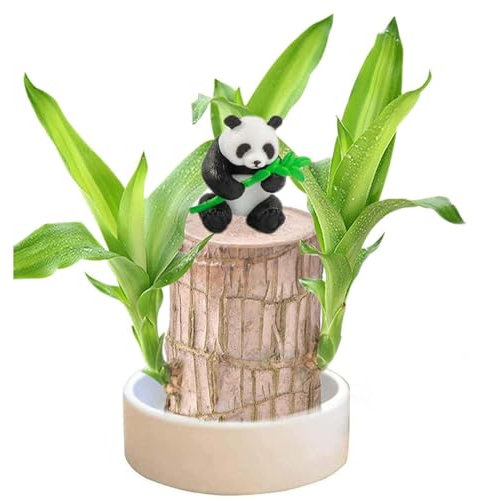 Brazil Lucky Bamboo Wood, Magical Sprouting Hydroponic Potted Plant Stump, Air Purifying Indoor Plant for Bedroom (1pcs)