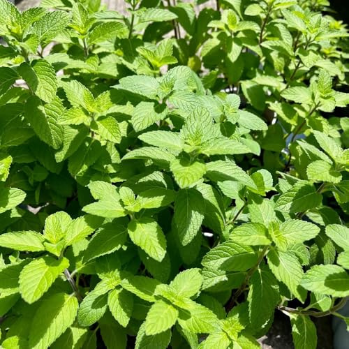 semillas de menta perenne resistente - interior orgánicas jardín 150pcs