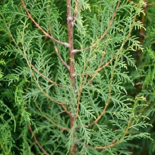 30 Cupressus Torulosa, Himalayan Cypress, Bhutan Cypress Conifer Tree Seeds.